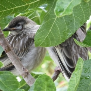 Anthochaera carunculata at Wanniassa, ACT - 5 Jan 2019