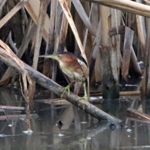 Ixobrychus dubius at Fyshwick, ACT - 18 Jan 2019 07:02 AM