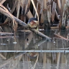 Ixobrychus dubius at Fyshwick, ACT - 18 Jan 2019 07:02 AM