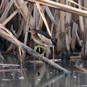 Ixobrychus dubius at Fyshwick, ACT - 18 Jan 2019