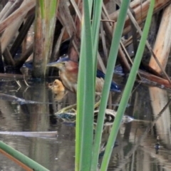 Ixobrychus dubius at Fyshwick, ACT - 18 Jan 2019 07:02 AM