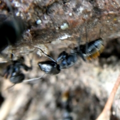 Camponotus aeneopilosus (A Golden-tailed sugar ant) at Googong, NSW - 18 Jan 2019 by Wandiyali