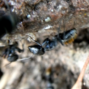 Camponotus aeneopilosus at Googong, NSW - 18 Jan 2019 06:35 AM