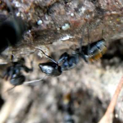 Camponotus aeneopilosus (A Golden-tailed sugar ant) at Googong, NSW - 17 Jan 2019 by Wandiyali