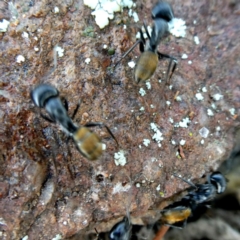 Camponotus aeneopilosus at Googong, NSW - 18 Jan 2019