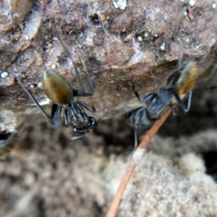 Camponotus aeneopilosus at Googong, NSW - 18 Jan 2019 06:35 AM