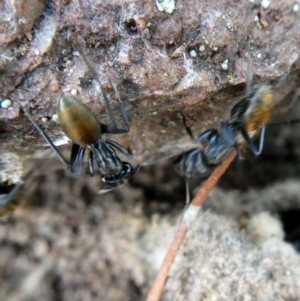 Camponotus aeneopilosus at Googong, NSW - 18 Jan 2019 06:35 AM