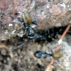 Camponotus aeneopilosus at Googong, NSW - 18 Jan 2019 06:35 AM