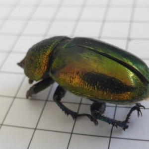 Lamprima aurata at Isaacs, ACT - 18 Jan 2019