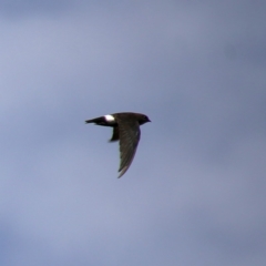 Apus pacificus (Pacific Swift) at Googong, NSW - 18 Jan 2019 by Wandiyali