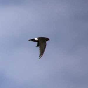 Apus pacificus at Googong, NSW - 18 Jan 2019