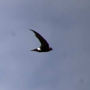 Apus pacificus at Googong, NSW - 18 Jan 2019