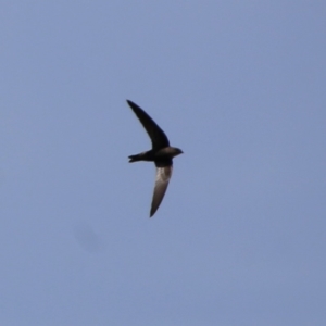 Apus pacificus at Googong, NSW - 18 Jan 2019