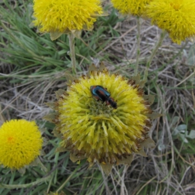 Dicranolaius villosus (Melyrid flower beetle) at Adaminaby, NSW - 17 Nov 2018 by AndyRoo