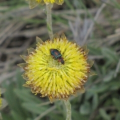 Dicranolaius villosus at Adaminaby, NSW - 17 Nov 2018