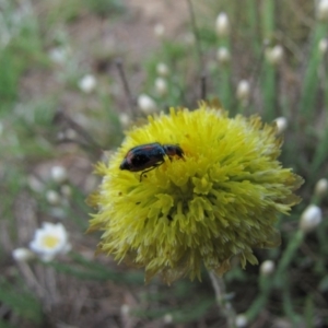 Dicranolaius villosus at Adaminaby, NSW - 17 Nov 2018 01:50 PM