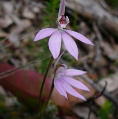 Caladenia carnea (Pink Fingers) at Mallacoota, VIC - 23 Sep 2011 by GlendaWood