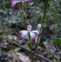 Caladenia clarkiae (Honey Caladenia) at Croajingolong National Park (Vic) - 23 Sep 2011 by GlendaWood