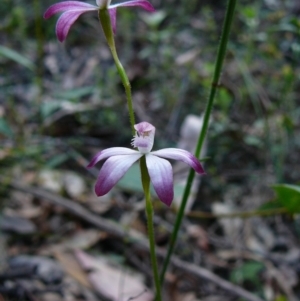 Caladenia clarkiae at Mallacoota, VIC - 24 Sep 2011