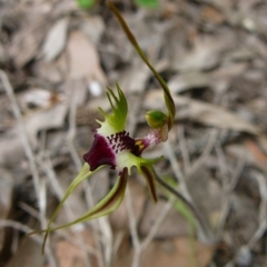 Caladenia parva (Brown-clubbed Spider Orchid) at Mallacoota, VIC - 6 Oct 2011 by GlendaWood