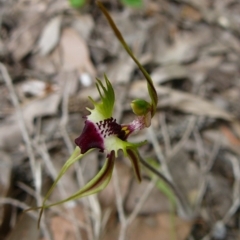 Caladenia parva (Brown-clubbed Spider Orchid) at Mallacoota, VIC - 5 Oct 2011 by GlendaWood