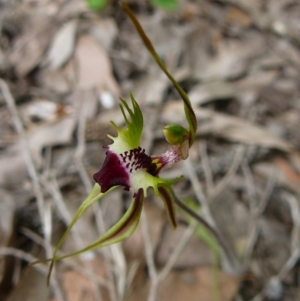 Caladenia parva at Mallacoota, VIC - 6 Oct 2011