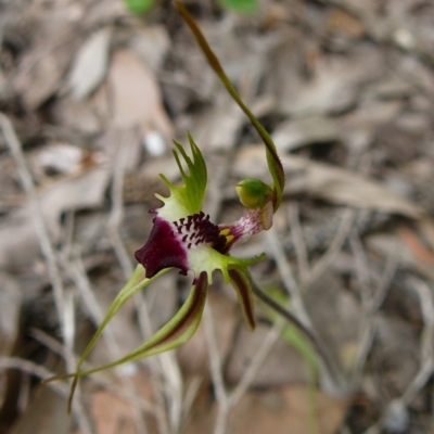 Caladenia parva (Brown-clubbed Spider Orchid) at Mallacoota, VIC - 5 Oct 2011 by GlendaWood