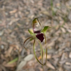 Caladenia parva at Mallacoota, VIC - 6 Oct 2011