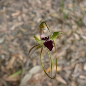 Caladenia parva at Mallacoota, VIC - suppressed