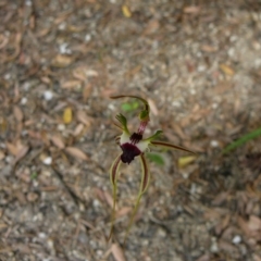 Caladenia parva at Mallacoota, VIC - suppressed