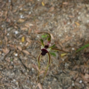 Caladenia parva at Mallacoota, VIC - 6 Oct 2011