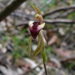 Caladenia tessellata (Thick-lip Spider Orchid) at Mallacoota, VIC - 23 Sep 2011 by GlendaWood