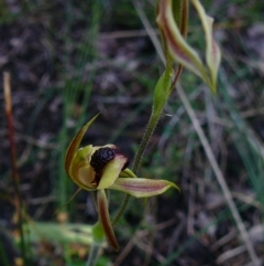 Caladenia tessellata (Thick-lip Spider Orchid) at Croajingolong National Park (Vic) - 5 Oct 2011 by GlendaWood