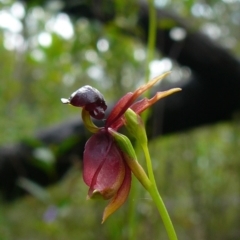 Caleana major (Large Duck Orchid) at Croajingolong National Park (Vic) - 24 Sep 2011 by GlendaWood