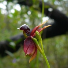 Caleana major (Large Duck Orchid) at Mallacoota, VIC - 23 Sep 2011 by GlendaWood