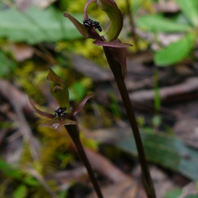 Chiloglottis trapeziformis (Diamond Ant Orchid) at Mallacoota, VIC - 7 Oct 2011 by GlendaWood