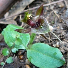 Chiloglottis valida (Large Bird Orchid) at Croajingolong National Park (Vic) - 6 Oct 2011 by GlendaWood