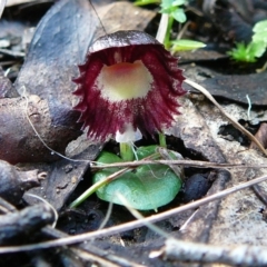 Unidentified at Mallacoota, VIC - 25 Jun 2011 by GlendaWood