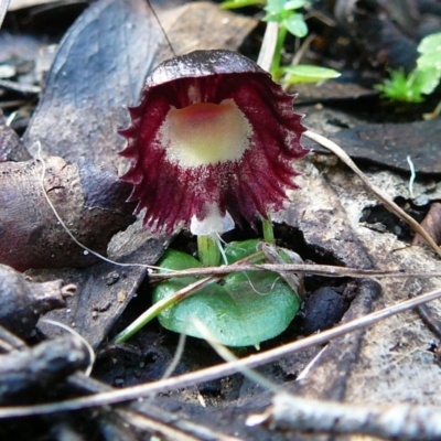 Unidentified at Mallacoota, VIC - 24 Jun 2011 by GlendaWood