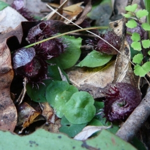 Corysanthes fimbriata at Mallacoota, VIC - 25 Jun 2011