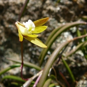 Dockrillia striolata at Genoa, VIC - 7 Oct 2011