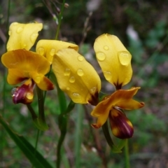 Diuris orientis (Wallflower Orchid) at Mallacoota, VIC - 3 Oct 2011 by GlendaWood