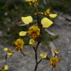 Diuris pardina (Leopard Doubletail) at Mallacoota, VIC - 24 Sep 2011 by GlendaWood