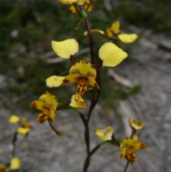 Diuris pardina (Leopard Doubletail) at Croajingolong National Park (Vic) - 24 Sep 2011 by GlendaWood