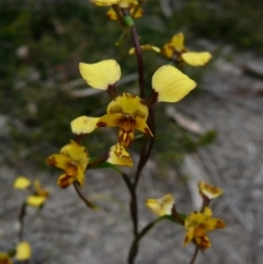 Diuris pardina (Leopard Doubletail) at Mallacoota, VIC - 23 Sep 2011 by GlendaWood