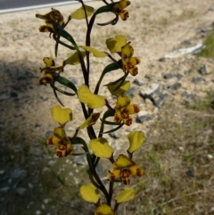 Diuris pardina (Leopard Doubletail) at Wingan River, VIC - 22 Sep 2011 by GlendaWood