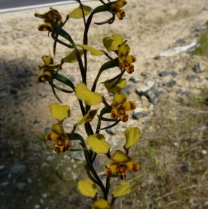 Diuris pardina at Wingan River, VIC - 22 Sep 2011