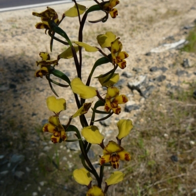 Diuris pardina (Leopard Doubletail) at Wingan River, VIC - 22 Sep 2011 by GlendaWood
