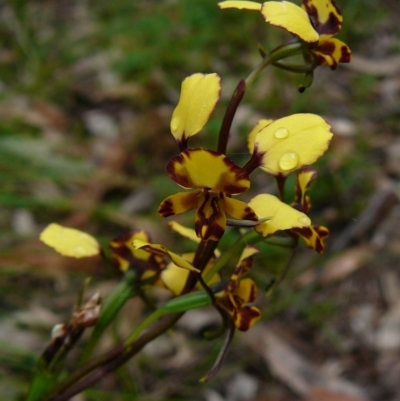 Diuris pardina (Leopard Doubletail) at Croajingolong National Park (Vic) - 7 Oct 2011 by GlendaWood