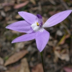 Glossodia major (Wax Lip Orchid) at Mallacoota, VIC - 24 Sep 2011 by GlendaWood